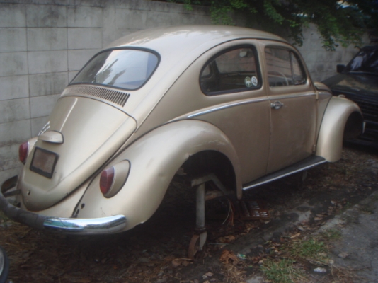 ขออนุญาตขายกระดองเต่าทองตาหวานปีเก่าเสาใหญ่