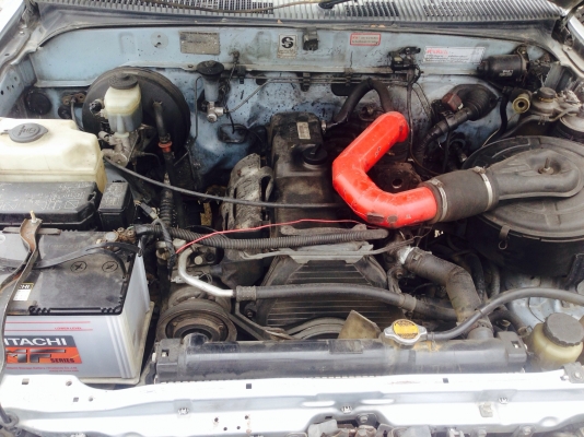 ขายไทเกอร์หัวเดี่ยว สวยๆคับ ขายไทเกอร์หัวเดี่ยว สวยๆคับ