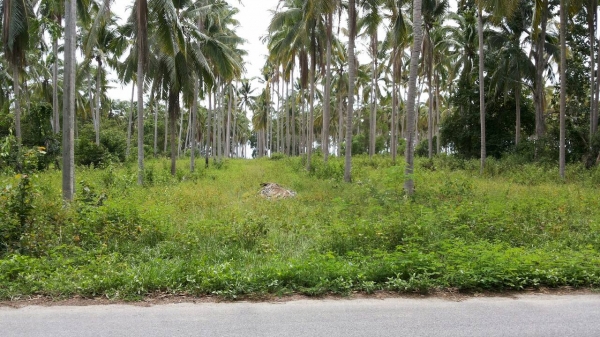 ขออนุญาติขายที่ดินหน้าติดทะเลหลังติดถนนราดยางสวยๆครับ