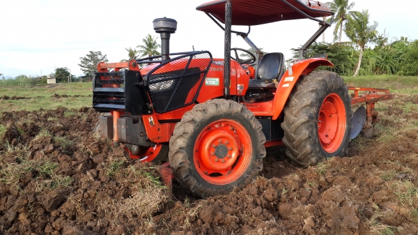 ขายคัดท้าย  4250