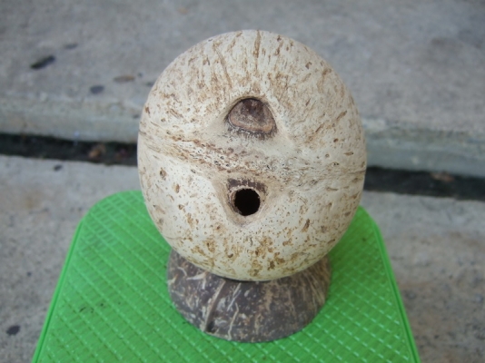 กะลาตาเดียว เต็มใบ