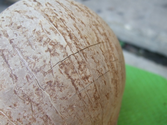 กะลาตาเดียว เต็มใบ