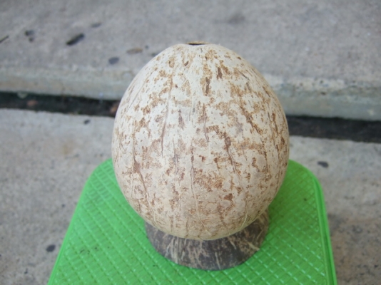 กะลาตาเดียว เต็มใบ