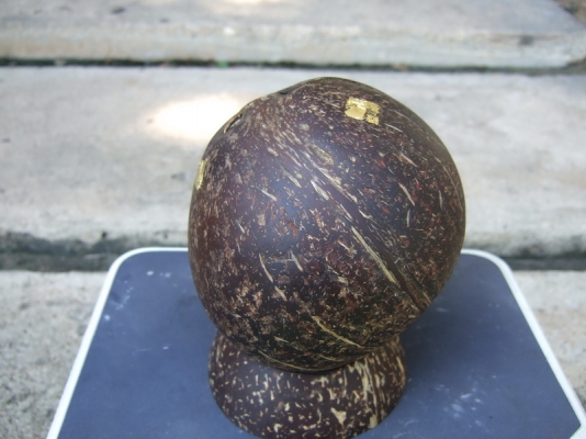 กะลาตาเดียว เต็มใบ