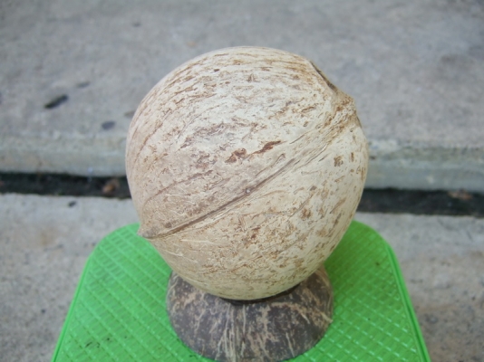 กะลาตาเดียว เต็มใบ