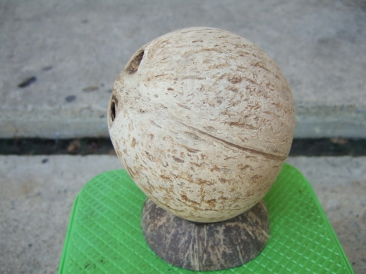 กะลาตาเดียว เต็มใบ