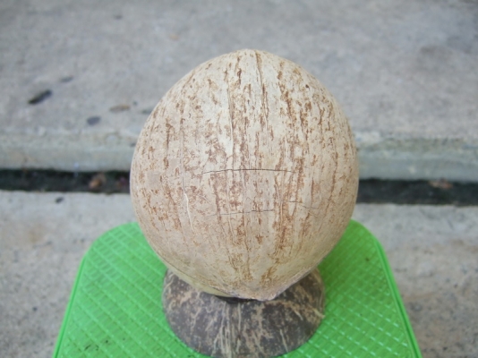 กะลาตาเดียว เต็มใบ