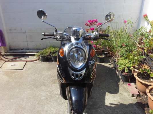 ฟีโน่ปี52