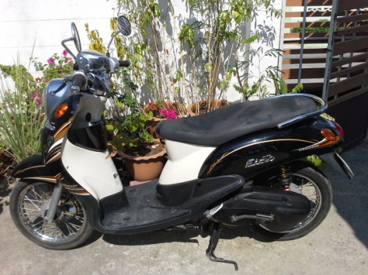 ฟีโน่ปี52