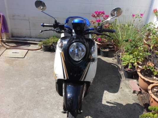 ฟีโน่ปี53 ฟีโน่ปี53