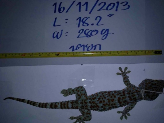 รับซื้อ ตุ๊กแก17นิ้ว ไทรยางแดง หรือต้นไทรเลือด รับซื้อ ตุ๊กแก17นิ้ว ไทรยางแดง หรือต้นไทรเลือด