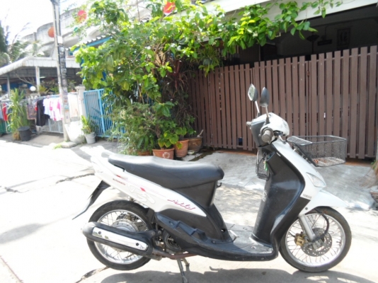 ขายมีโอตัวลายจีน ขายมีโอตัวลายจีน