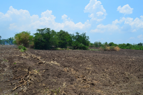 ขายที่ดิน 14 ไไร่ 2 งาน เอกสารโฉนด