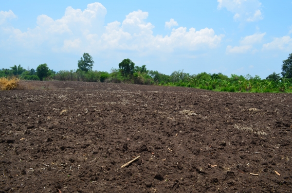 ขายที่ดิน 14 ไไร่ 2 งาน เอกสารโฉนด