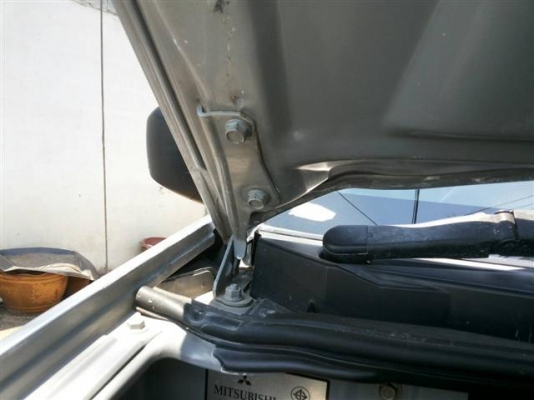 ไทรตั้นเดียว 2011