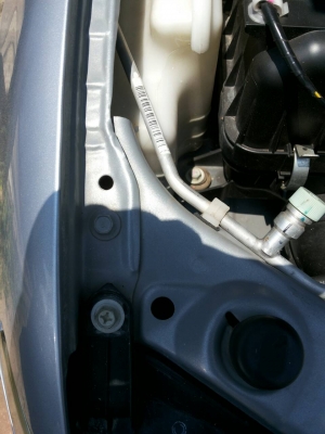 ไทรตั้นเดียว 2011