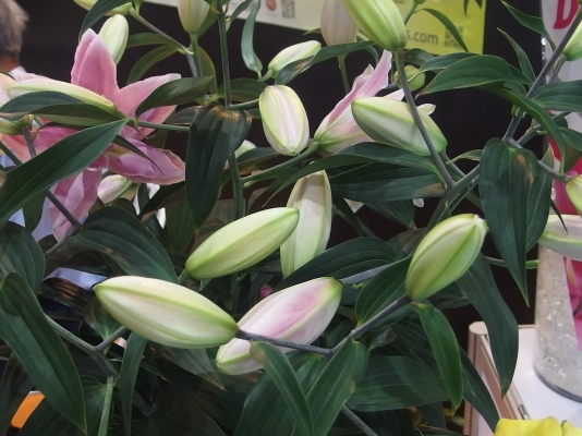 ข า ย แ ล้ ว ข อ บ คุ ณ ผู้ ซื้ อ แ ล ะ TRUCK2 HAND ข า ย แ ล้ ว ข อ บ คุ ณ ผู้ ซื้ อ แ ล ะ TRUCK2 HAND