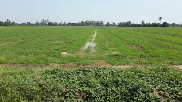 ที่ดิน สวยๆ ติดถนนดำ ติดคลอง น้ำไม่ท่วม 9 ไร่ ไร่ละ 350,000