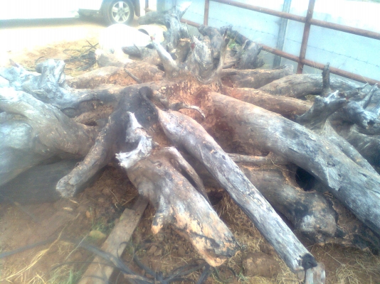 ตอไม้ ประดู่ อายุ ไม่ต่ำกว่า 100 ปี