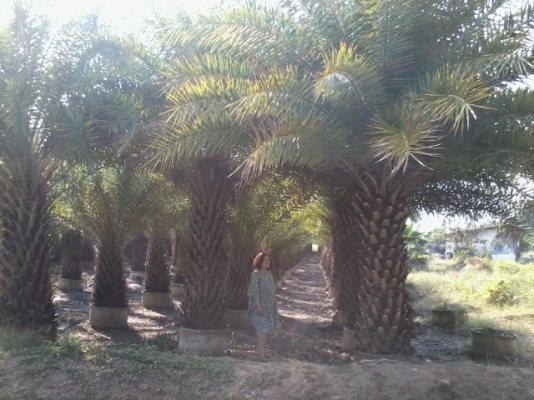 ขายต้นอินทผาลัมปาล์ม ขายต้นอินทผาลัมปาล์ม