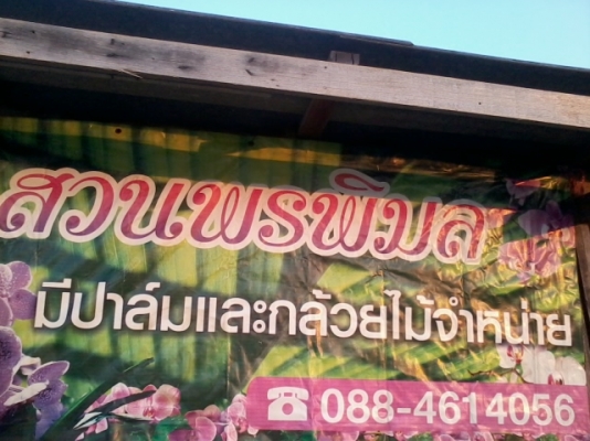 ขายต้นอินทผาลัมปาล์ม ขายต้นอินทผาลัมปาล์ม