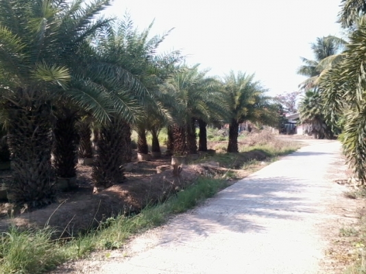 ขายต้นอินทผาลัมปาล์ม