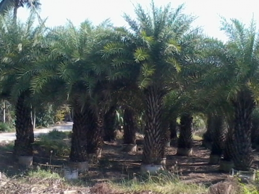ขายต้นอินทผาลัมปาล์ม ขายต้นอินทผาลัมปาล์ม