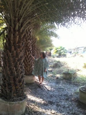 ขายต้นอินทผาลัมปาล์ม ขายต้นอินทผาลัมปาล์ม