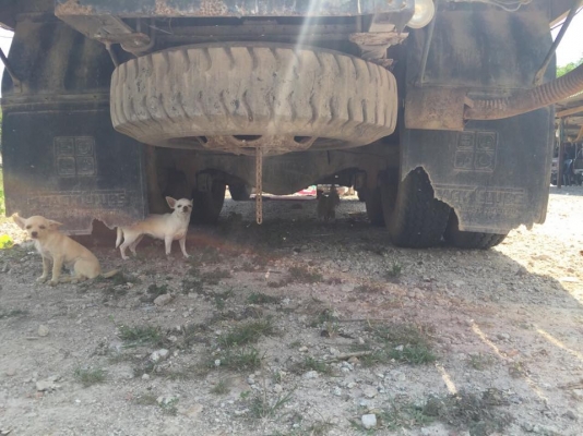 10 ล้อเพลาเดียว กระบะเปิดข้าง (ฝาข้างถอดออกมีให้ครบ)ISUZU JCM วางเครื่อง 168 แรง EH700 รถสวยมากๆ คัสซีสวย หัวสวย เครื่องสวย รถปี 2522 เล่มติดมือ