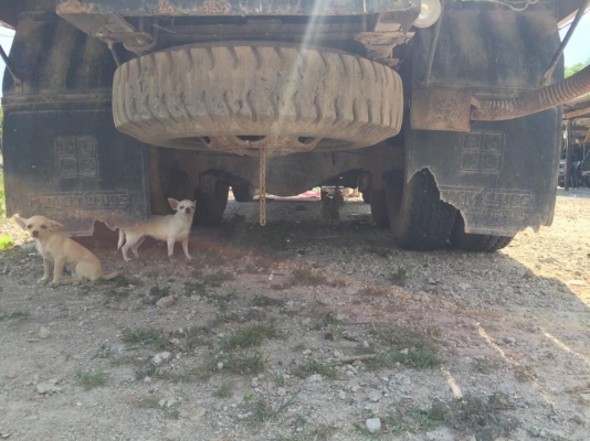 10 ล้อเพลาเดียว กระบะเปิดข้าง (ฝาข้างถอดออกมีให้ครบ)ISUZU JCM วางเครื่อง 168 แรง EH700 รถสวยมากๆ คัสซีสวย หัวสวย เครื่องสวย รถปี 2522 เล่มติดมือ