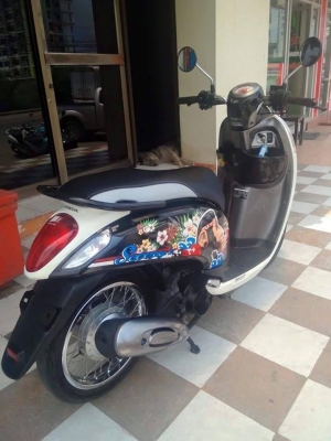 All New Scoopy i ปี 2556 สีขาว ดำ ลายใหม่ Monkey DO รถสวยมากๆ ออกใหม่ล่าสุด