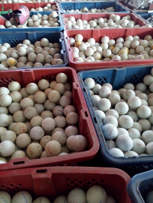 ลูกกอล์ฟมือสอง สภาพดีสวย มีจำนวนมาก ขายในราคาถูกเหมือนได้ฟรี