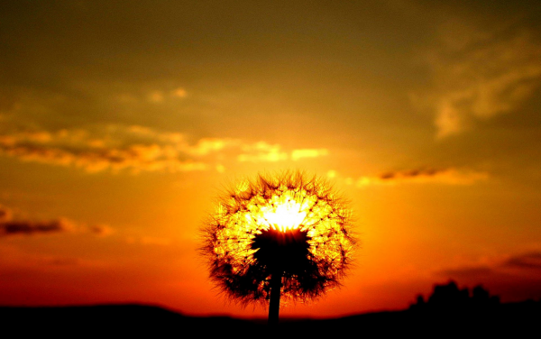 ขายแล้ว