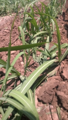 ขายที่ดิน29ไร่ พร้อมอ้อยใหม่ เต็มพื้นที่ ราคาถูกๆ