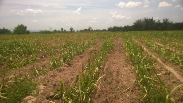 ขายที่ดิน29ไร่ พร้อมอ้อยใหม่ เต็มพื้นที่ ราคาถูกๆ