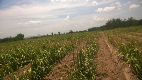 ขายที่ดิน29ไร่ พร้อมอ้อยใหม่ เต็มพื้นที่ ราคาถูกๆ