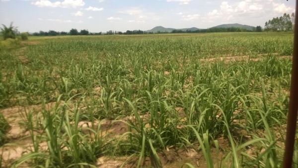 ขายที่ดิน29ไร่ พร้อมอ้อยใหม่ เต็มพื้นที่ ราคาถูกๆ