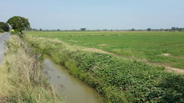 ขายที่ดิน อ.ศรีประจันต์ จ.สุพรรณบุรี สภาพสวยๆ น้ำไม่ท่วม ติดถนน ติดน้ำ ไร่ละ 300,000