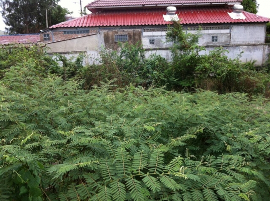 ขายที่ดิน ในเขต อ.เมือง จ.ลพบุรี มีโฉนด