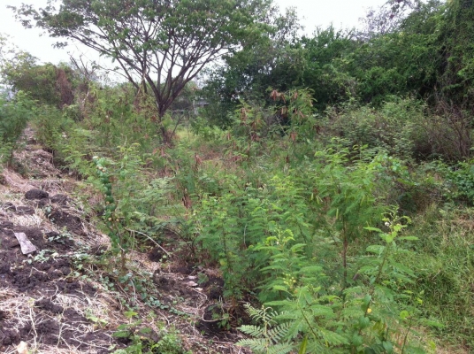 ขายที่ดิน ในเขต อ.เมือง จ.ลพบุรี มีโฉนด