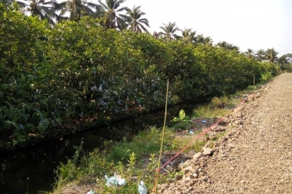 หาคนตัดต้นชมพู่ในเนื้อที่ 2 ไร่ ให้ไม้ฟรี เริ่มตัดได้ตั้งแต่วันที่ 1 กรกฏาคม 58 สนใจติดต่อจองไว้ก่อนได้เลยครับ คลองใหม่ สามพราน นครปฐม