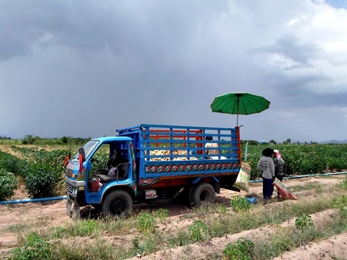 รถอีแต๋นดั้ม ติดสโล เช็คถ่ายน้ำมันทุกอย่าง พร้อมใช้สนใจโทรมาสอบถามได้ครับ ส่งฟรีครับ