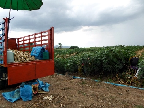 รถอีแต๋นดั้ม ติดสโล เช็คถ่ายน้ำมันทุกอย่าง พร้อมใช้สนใจโทรมาสอบถามได้ครับ ส่งฟรีครับ