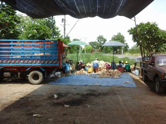 ขายรถอีแต๋นติดดั้ม ติดสโล เช็คถ่ายน้ำมันทุกอย่าง พร้อมใช้สนใจโทรมาสอบถามได้ครับ ส่งฟรีครับ