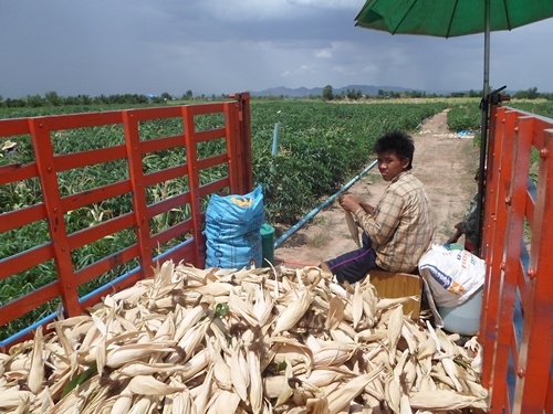 ขายรถอีแต๋นติดดั้ม ติดสโล เช็คถ่ายน้ำมันทุกอย่าง พร้อมใช้สนใจโทรมาสอบถามได้ครับ ส่งฟรีครับ