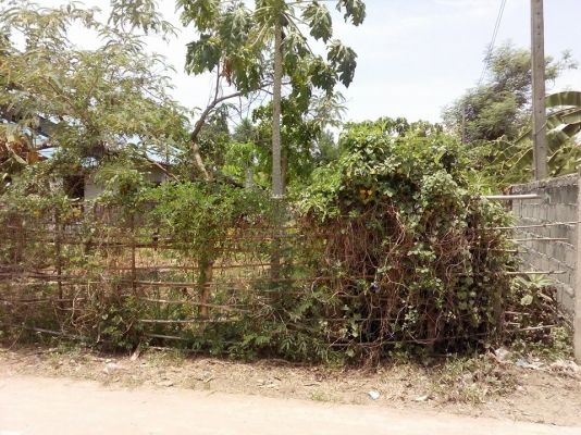 ขายที่ดิน 1 งาน 45 ตารางวา นครราชสีมา ขายที่ดิน 1 งาน 45 ตารางวา นครราชสีมา