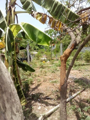 ขายที่ดิน 1 งาน 45 ตารางวา นครราชสีมา ขายที่ดิน 1 งาน 45 ตารางวา นครราชสีมา