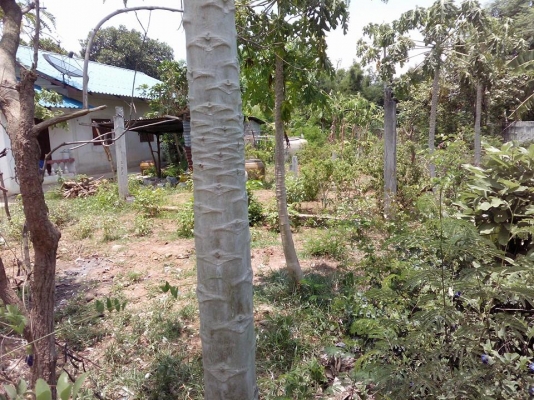 ขายที่ดิน 1 งาน 45 ตารางวา นครราชสีมา ขายที่ดิน 1 งาน 45 ตารางวา นครราชสีมา