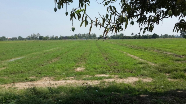 ที่ดิน ที่ศรีประจันต์ จ.สุพรรณบุรี ไร่ละ 300,000 ขายยก 9 ไร่ ด่วน !!!!