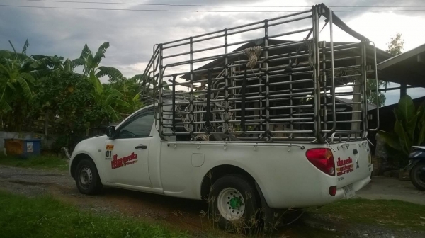 ขายดาวน์รถกระบะ มิตซูตอนเดียว ปี 57 แต่งบรรทุกเพลาลอย คอกเหล็กพร้อม เครื่องดี แอร์เย็น เปลี่ยนสัญญาได้เลยครับ